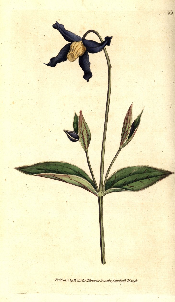 Celolistý plamének - plamének celolistý neboli panenský plamének, Clematis integrifolia. Ručně kolorovaná mědirytina podle botanické ilustrace z The Botanical Magazine Williama Curtise, Lambeth Marsh, Londýn od Sydenham Teast Edwards