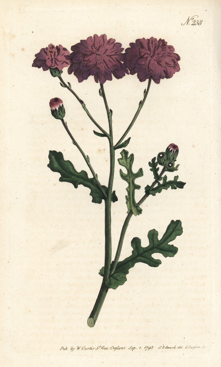 Divoký cineraire - Sysel purpurový nebo starček, Senecio elegans. Ručně kolorovaná mědirytina od Sansom podle ilustrace Sydenhama Edwardse rom William Curtis