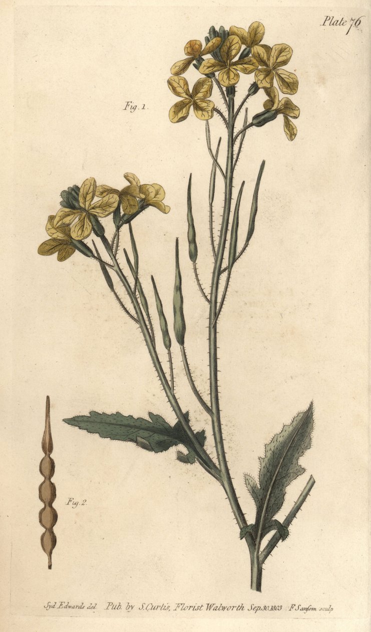 Divoká ředkev, Raphanus raphanistrum, Siliquosa. Ručně kolorovaná mědirytina F. Sansoma botanické ilustrace Sydenhama Edwardse pro přednášky Williama Curtise o botanice, které byly dodány v Botanické zahradě v Lambeth od Sydenham Teast Edwards