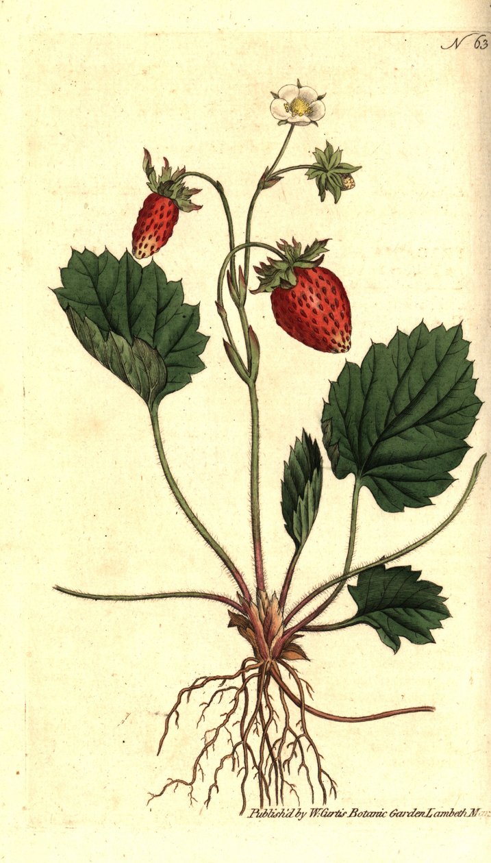 Jahoda lesní, Fragaria vesca (Jahoda jednolistá nebo jahodník z Versailles, Fragaria monophylla). Ručně kolorovaná mědirytina podle botanické ilustrace z The Botanical Magazine Williama Curtise, Lambeth Marsh, Londýn od Sydenham Teast Edwards
