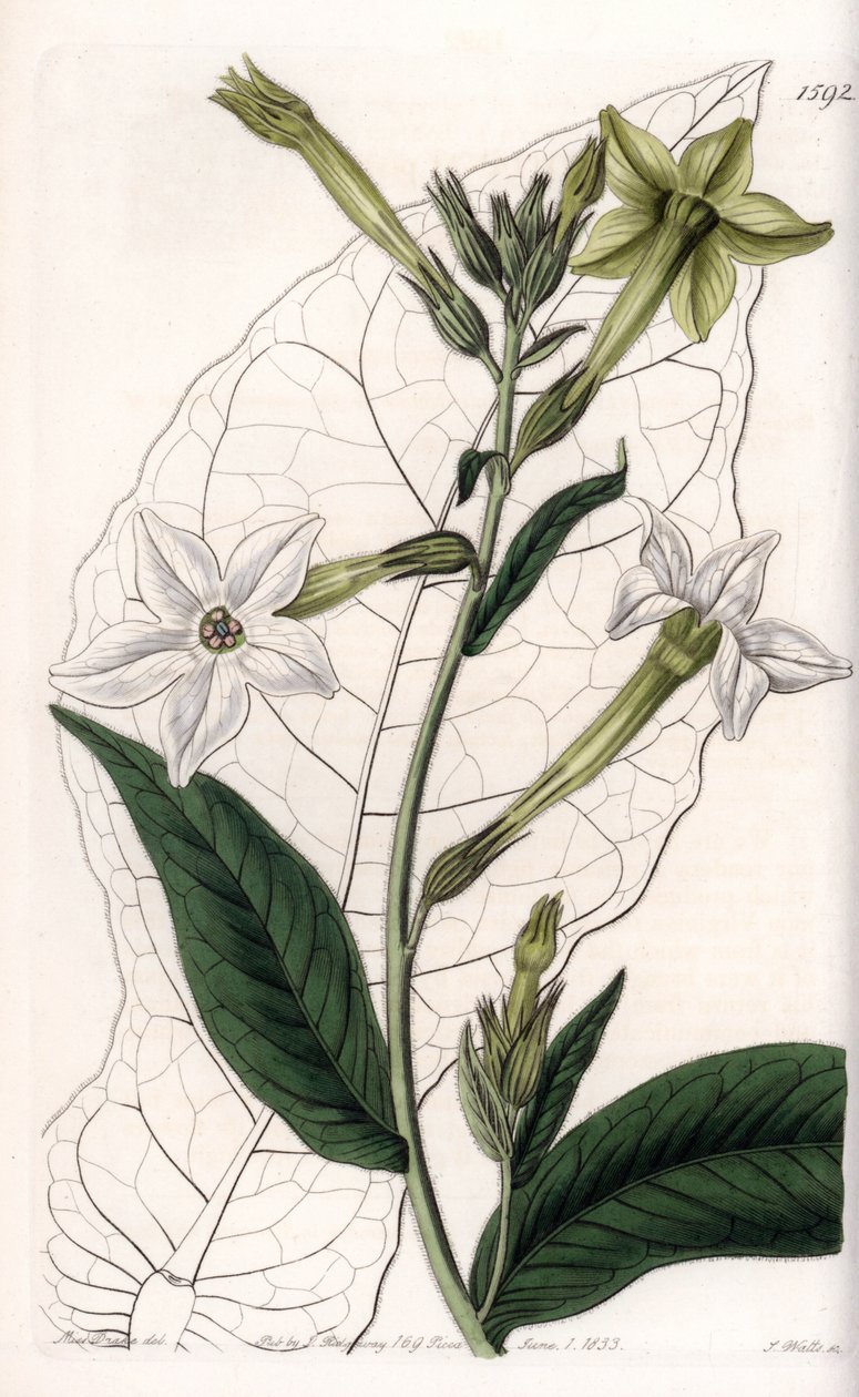 Tabák křídel nebo okrasný tabák - Talíř vyrytý S. Wattsem, z ilustrace Sarah Anne Drake (1803-1857), z Botanického registru Sydenham Edwards (1768-1819), Anglie od Sydenham Teast Edwards