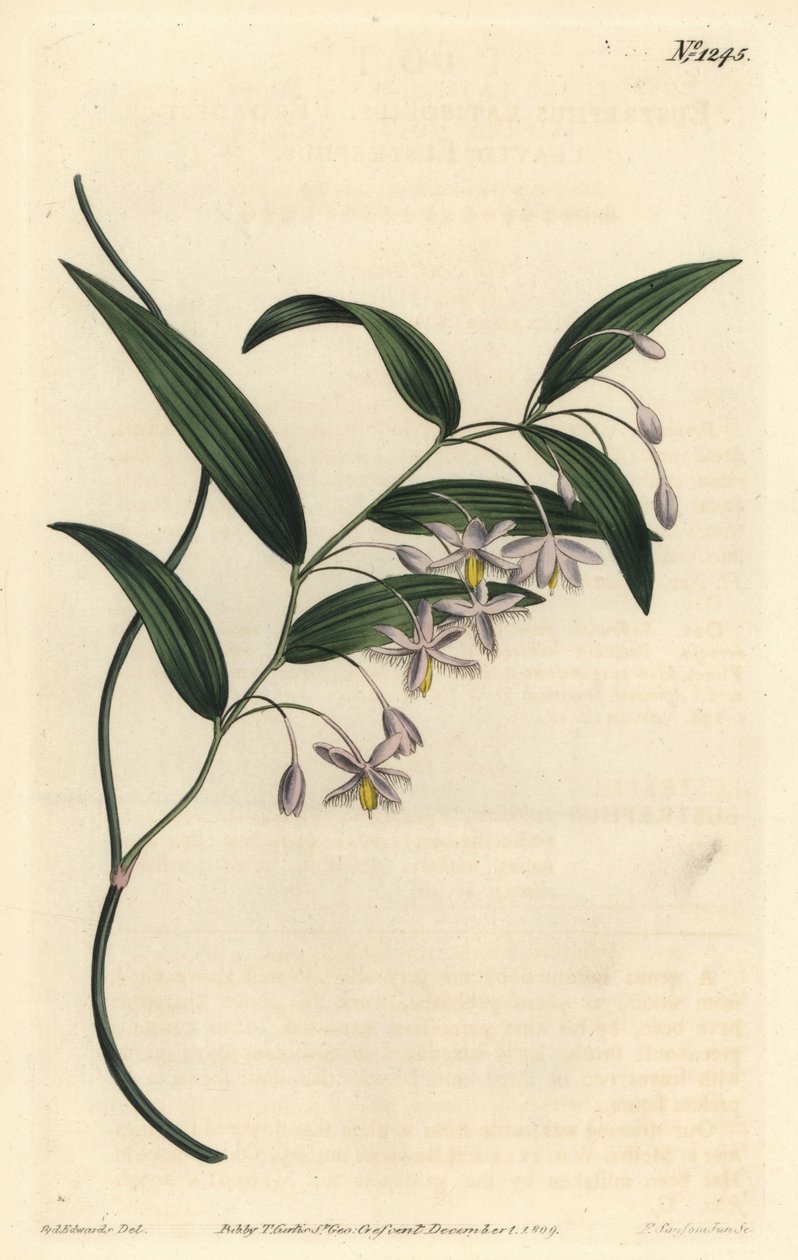 Vombat bobule, nebo nejširší-listý eustrephus, Eustrephus latifolius. Ručně kolorovaná mědirytina F. Sansom Jr. podle ilustrace Sydenhama Edwardse z William Curtis