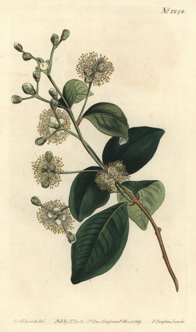 Dřevěná kůra - Twinberry, Myrcianthes fragrans (sladce vonící eugénie, Eugenia fragrans). Ručně kolorovaná mědirytina F. Sansom Jr. podle ilustrace Sydenhama Edwardse z William Curtis