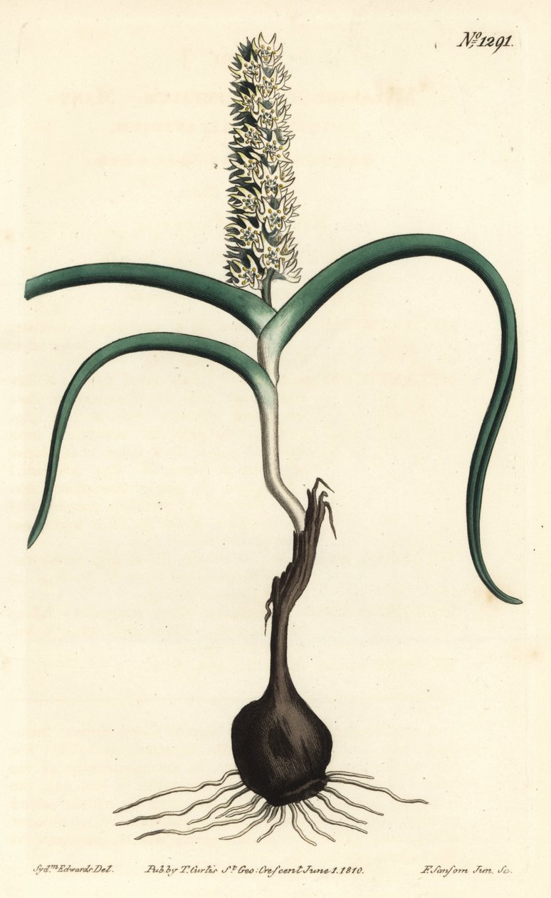 Wurmbea monopetala (Melanthium monopetalum mnohokvěté). Ručně kolorovaná mědirytina F. Sansom Jr. podle ilustrace Sydenhama Edwardse z William Curtis