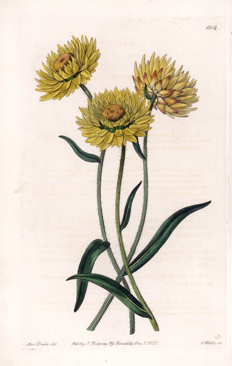 Xerochrysum variete, endemický v Austrálii - vyryl S. Watts, z ilustrace Sarah Anne Drake (1803-1857), z botanického registru Sydenham Edwards (1768-1819), Anglie od Sydenham Teast Edwards