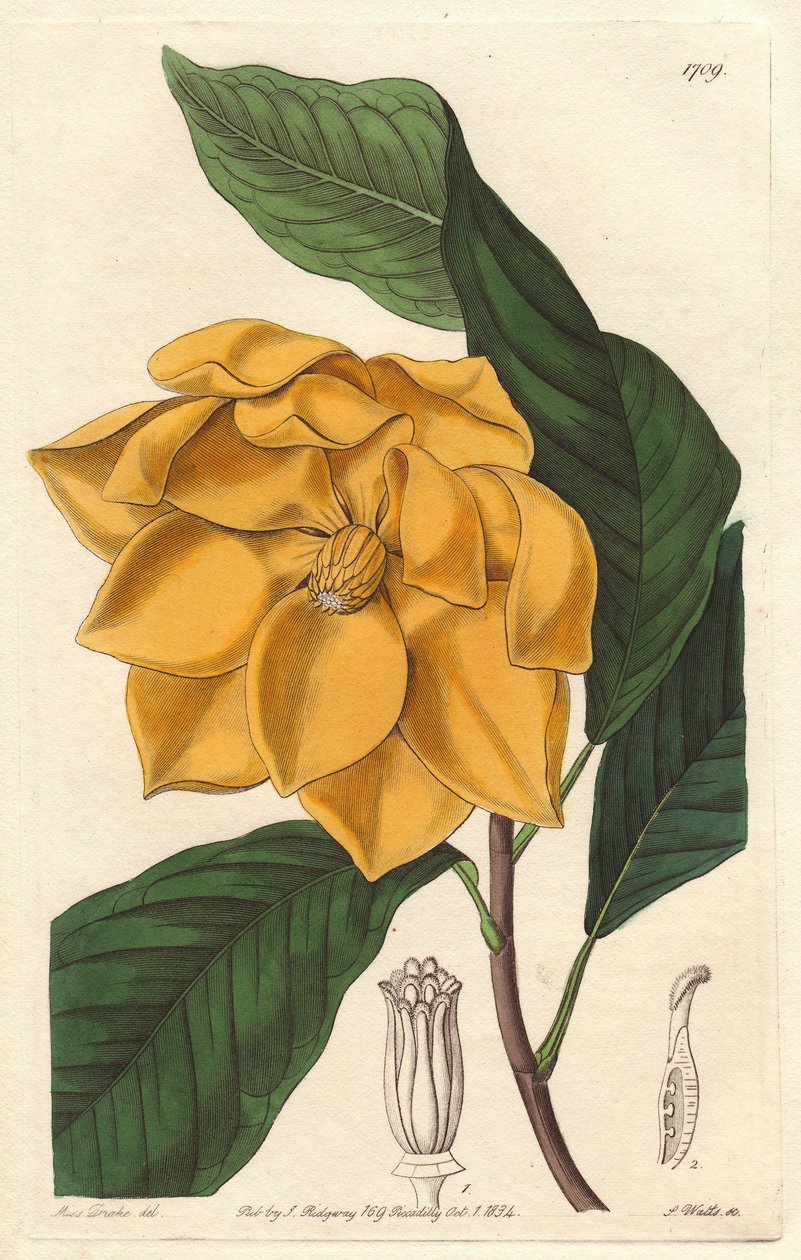 Magnolia žlutokvětá, původem z Jávy (Indonésie) - Silná voda od S. Wattse z ilustrace Sarah Anne Drake (1803-1857), z Botanického rejstříku od Sydenham Teast Edwards
