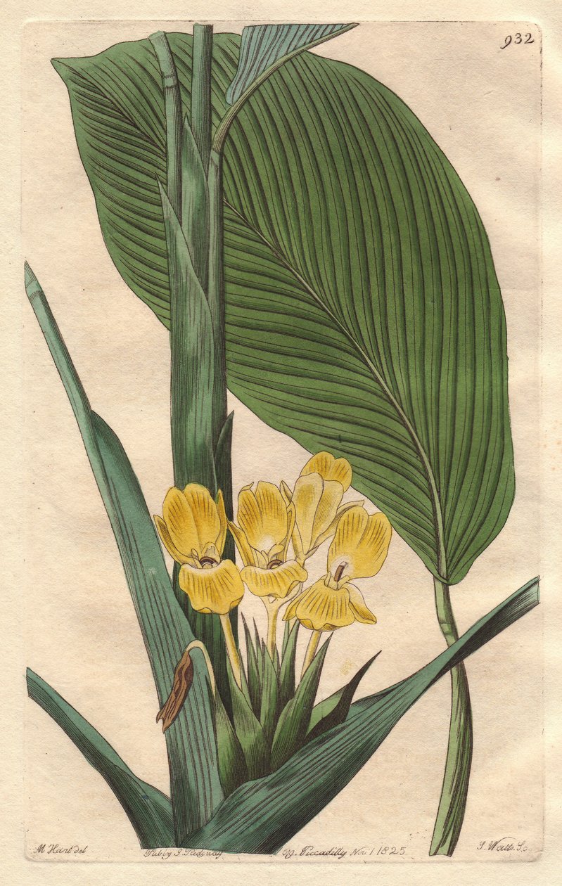 Žlutokvětá kalatea, původem z Brazílie - S. Watts silná voda z ilustrace M. Marta, z Botanical Register od Sydenham Teast Edwards