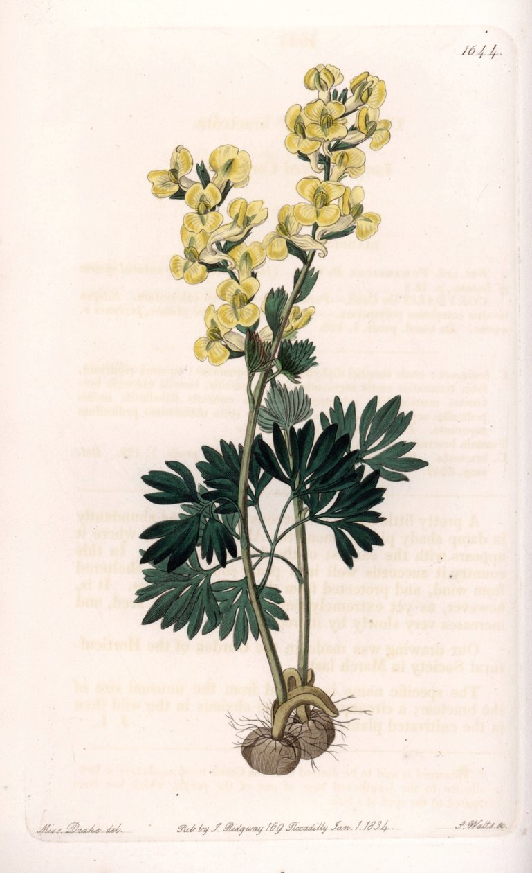 Žlutokvětá odrůda corydale - vyryla S. Watts, z ilustrace Sarah Anne Drake (1803-1857), z Botanického registru Sydenham Edwards (1768-1819), Anglie od Sydenham Teast Edwards