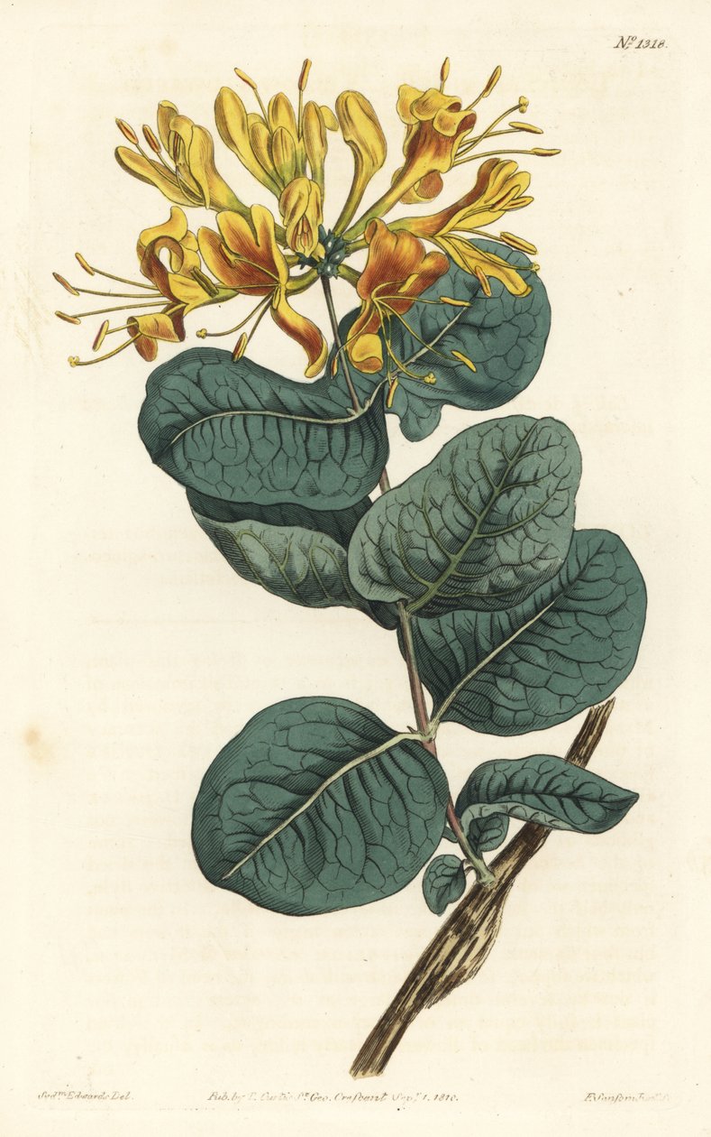Žlutokvětá dřevomorka, Lonicera flava. Ručně kolorovaná mědirytina F. Sansom Jr. podle ilustrace Sydenhama Edwardse z William Curtis
