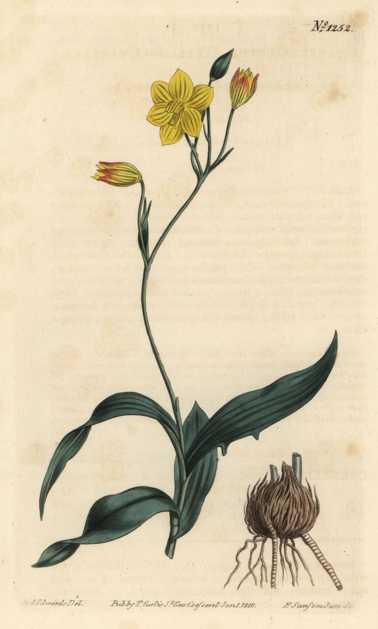 Cyanella žlutá, Cyanella lutea. Ručně kolorovaná mědirytina F. Sansom Jr. podle ilustrace Sydenhama Edwardse z William Curtis