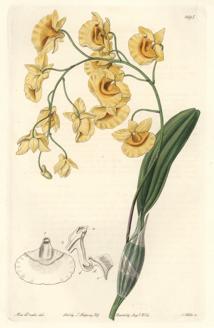 Žlutá orchidej dendrobium, původem z Indie - Silná voda od S. Wattse z ilustrace Sarah Anne Drake (1803-1857), z botanického registru od Sydenham Teast Edwards