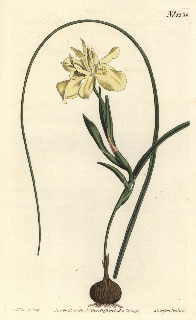 Moraea fugax žlutá (Moraea edulis). Ručně kolorovaná mědirytina F. Sansom Jr. podle ilustrace Sydenhama Edwardse z William Curtis