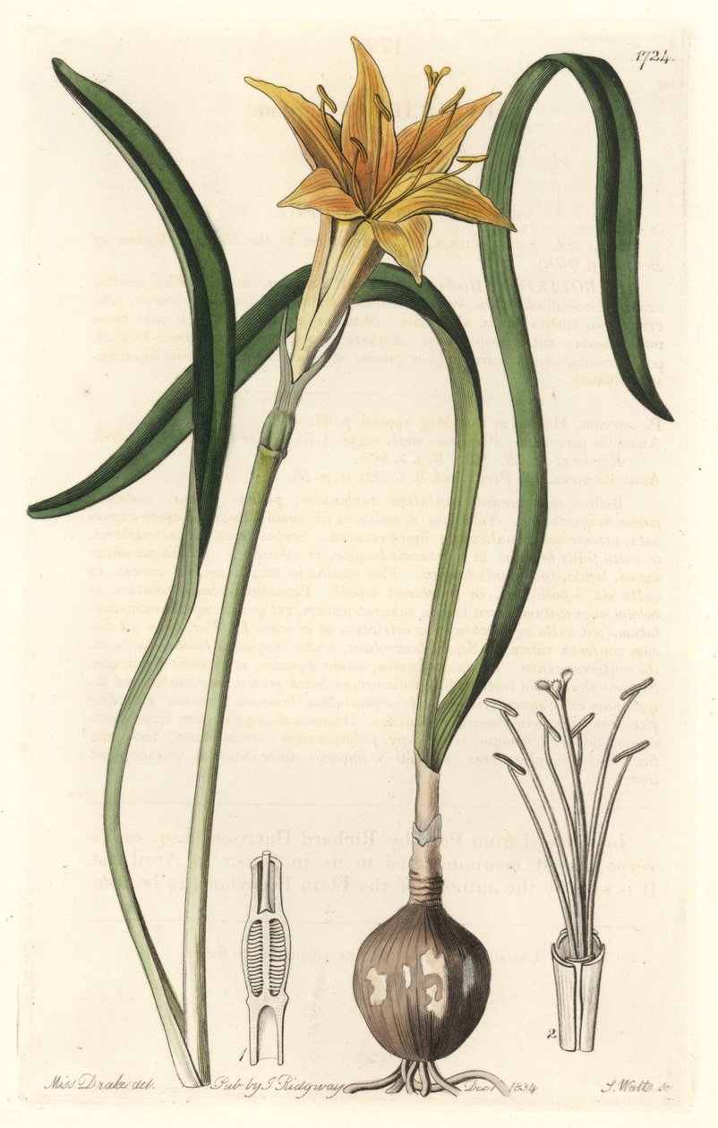 Žlutý pyrolirion (Amaryllis arvensis), původem z Peru - Silná voda od S. Wattse z ilustrace Sarah Anne Drake (1803-1857), extrahováno z Botanického registru od Sydenham Teast Edwards