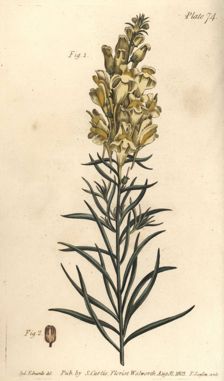 Žlutá ropucha len nebo hledík, Antirrhinum majus, Angiospermia. Ručně kolorovaná mědirytina F. Sansoma botanické ilustrace Sydenhama Edwardse pro přednášky Williama Curtise o botanice dodané v Botanické zahradě v Lambeth od Sydenham Teast Edwards