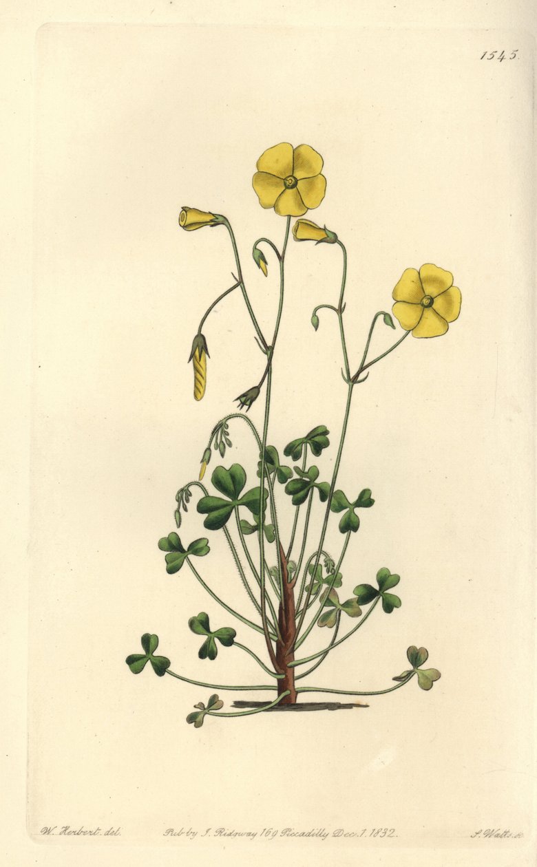 Žlutý šťovík, Oxalis micrantha (oxalis Cummingův, Oxalis cummingii). Ručně kolorovaná mědirytina S. Wattse podle ilustrace Williama Herberta z Sydenham Edwards