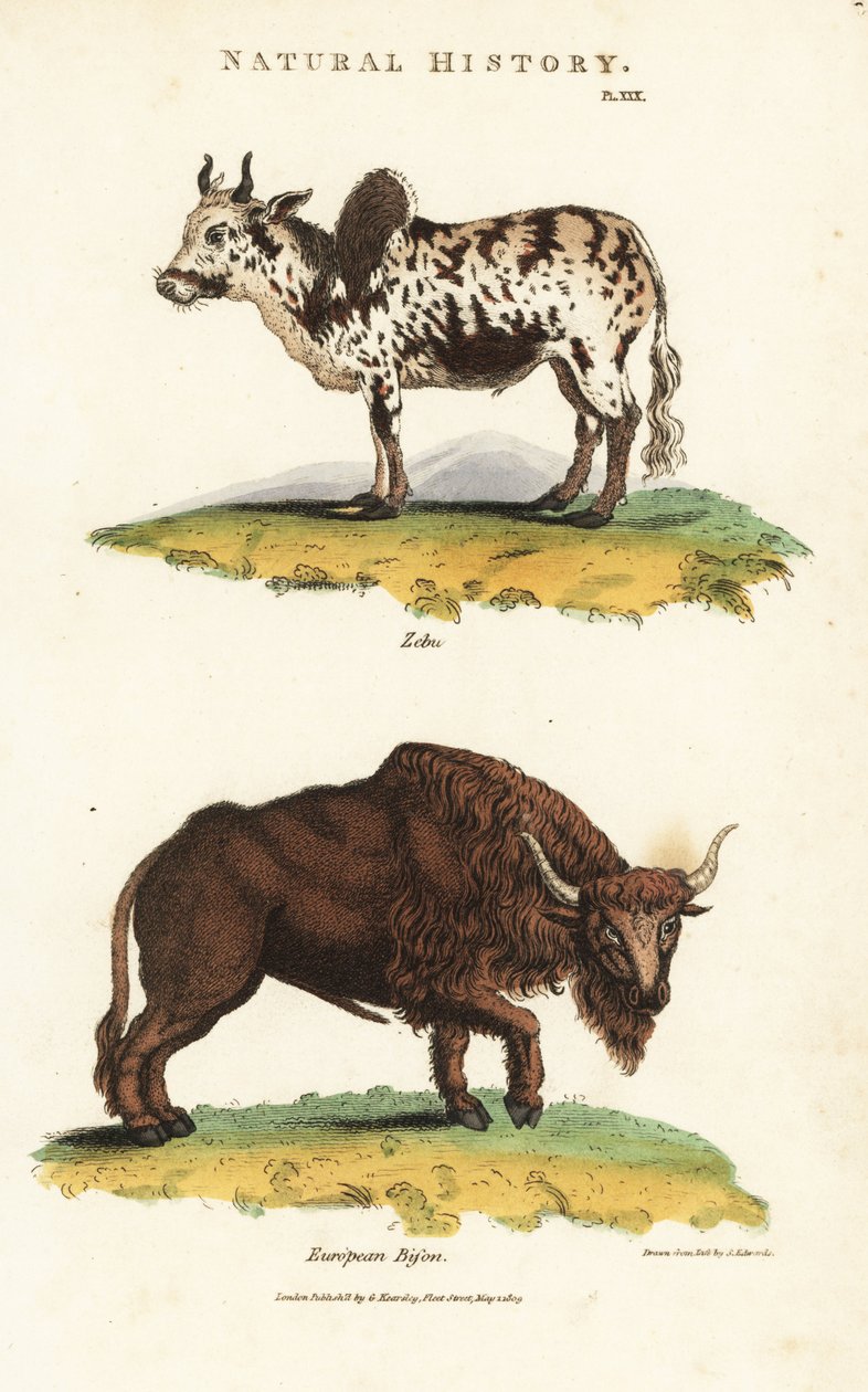 Zebu a bizon - Zebu hrbatý dobytek, Bos indicus, a evropský bizon, Bison bonasus. Ručně kolorovaná mědirytina podle Sydenhama Edwardse z John Mason Good