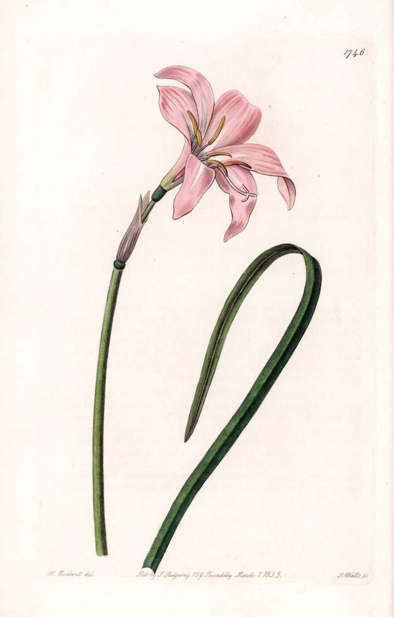 Hybridní odrůda Zephyranthes - deska vyrytá S.Wattsem, z ilustrace Sarah Anne Drake (1803-1857), z botanického registru Sydenham Edwards (1768-1819), Anglie od Sydenham Teast Edwards