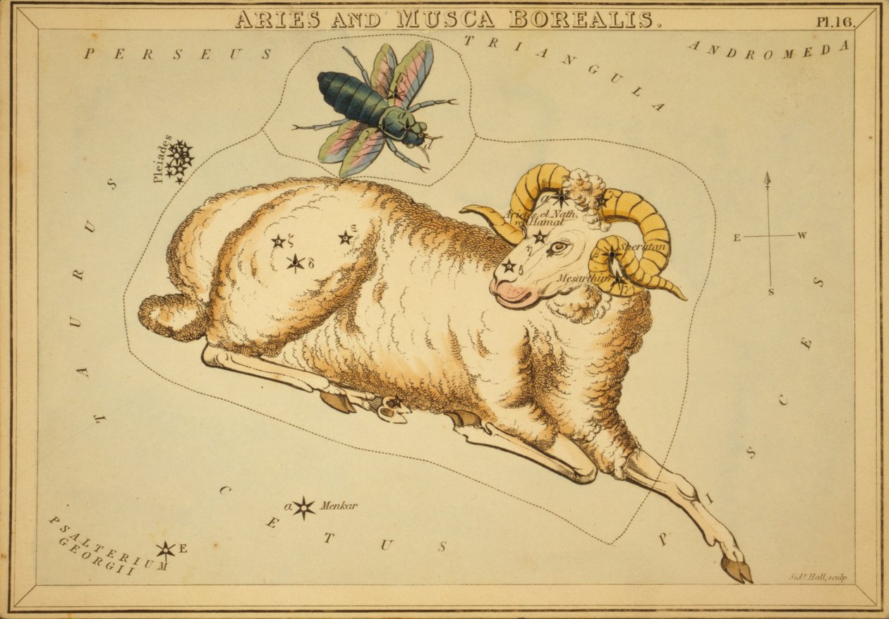 Beran a Musca Borealis, ilustrace z 