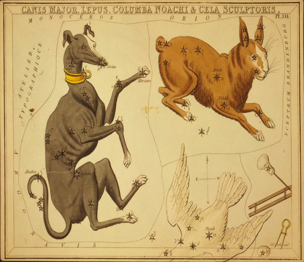 Canis Major, králík, Columba Noah & Cela Sculptor, ilustrace z 