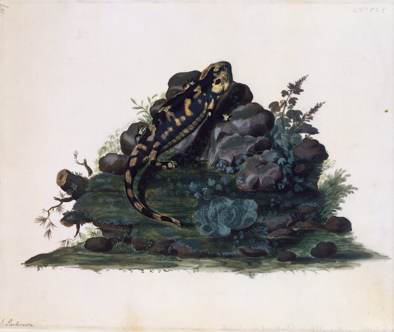 Salamander, akvarel Sidney Parkinson (asi 1745-1771), Velká Británie od Sydney Parkinson