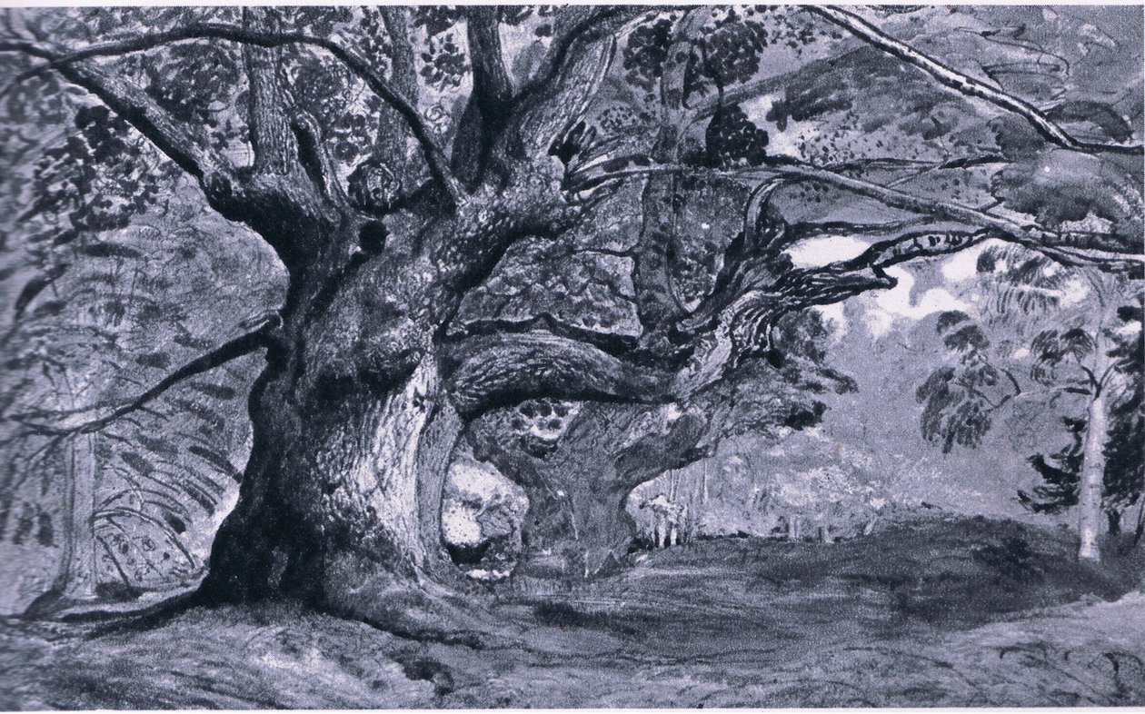 The Panshanger Oak, Hertfordshire, Nature in British publikoval Collins, 1946 od T. Medland