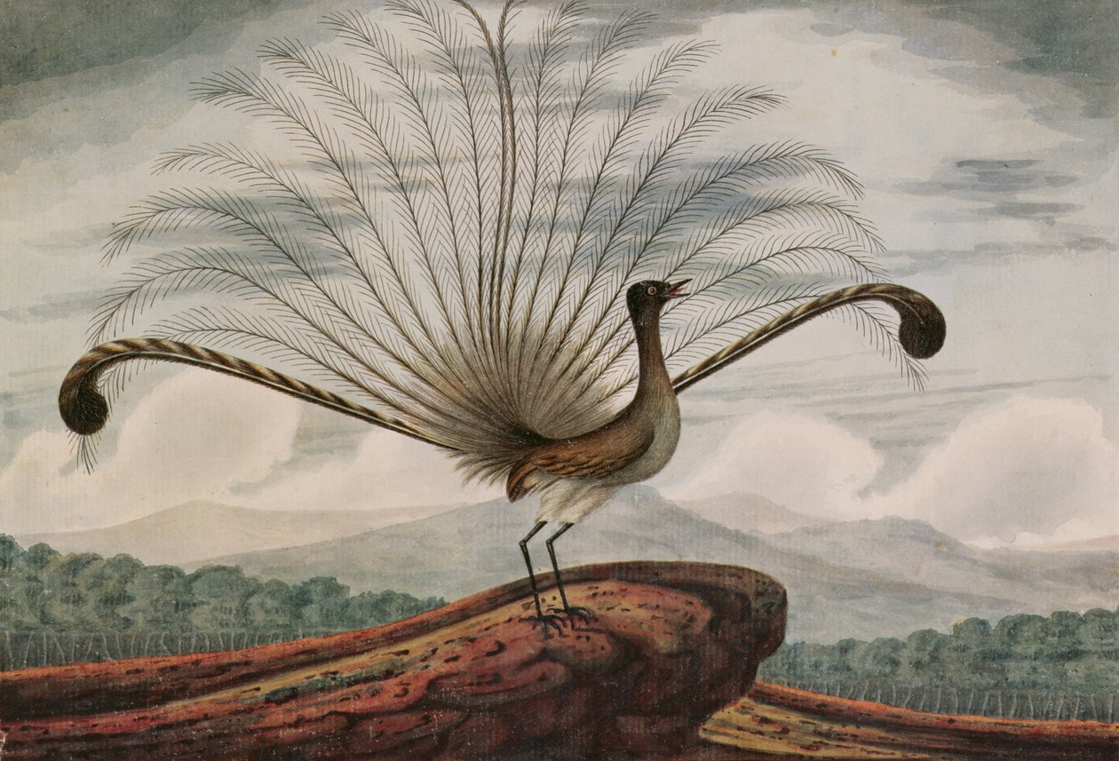 Lyrebird: mamura superba, 1813 od T.R. Browne