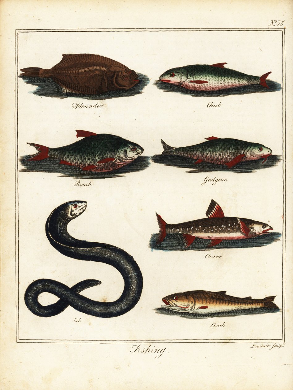 Lov: platýs, jelec, plotice, jelen, siven, úhoř, sekana. 1792 (rytina) od T. Prattent