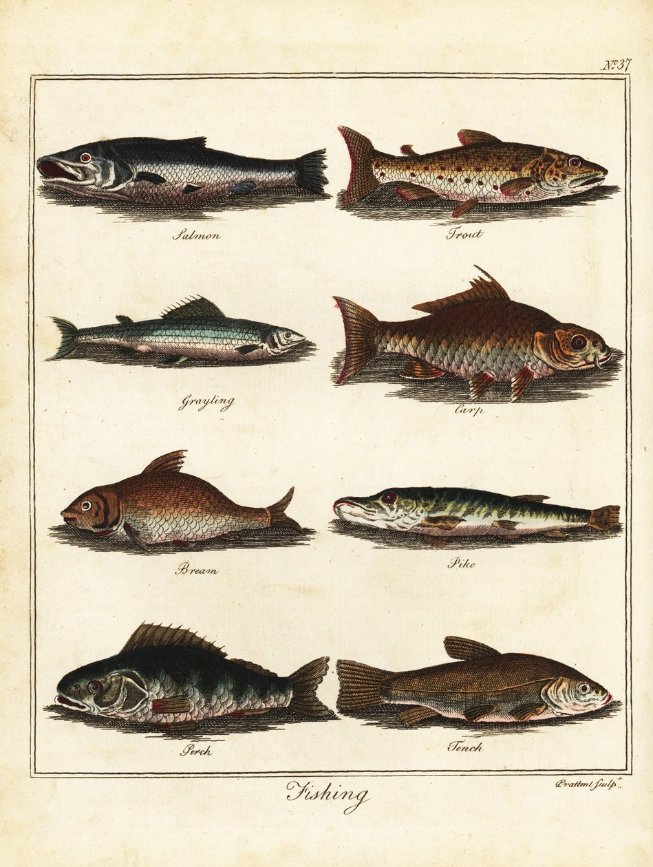 Lov: losos, pstruh, lipan, kapr, cejn, štika, okoun, tenc 1792 (rytina) od T. Prattent