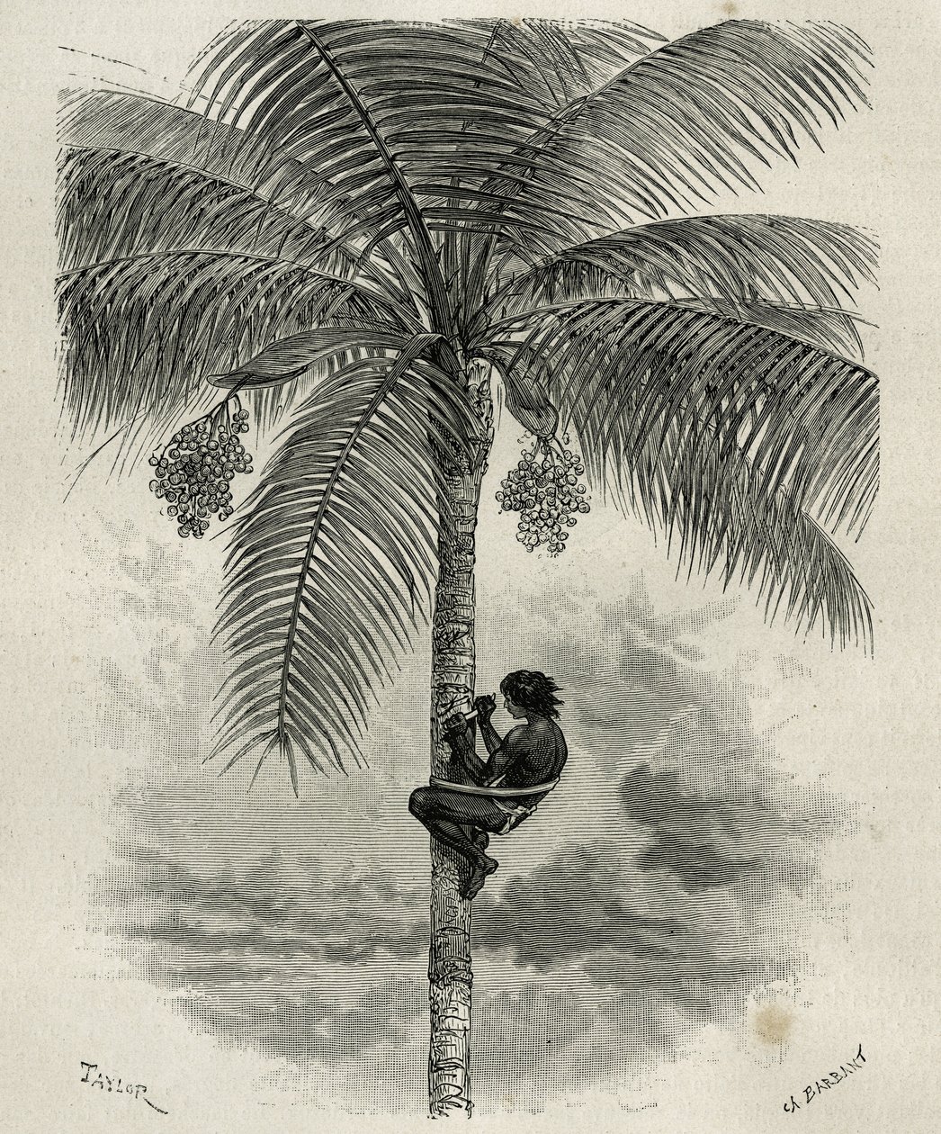 La recolte de la wax de palmier ceroxylon, dans le Quindio (Kolumbie), rytina Taylor a Ferdinandus, pro ilustraci příběhu L