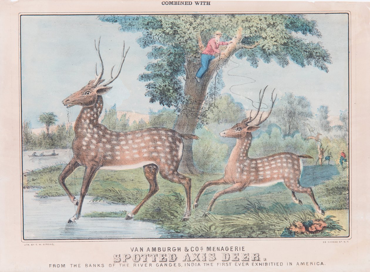 Spotted Axis Deer (wc na papíře) od T. W. Strong