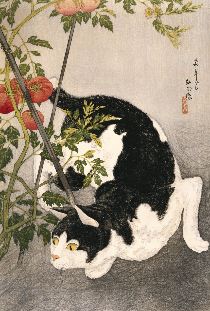 Kočka slídí kolem rostliny rajčete, 1931 (dřevěný tisk) od Takahashi Hiroaki