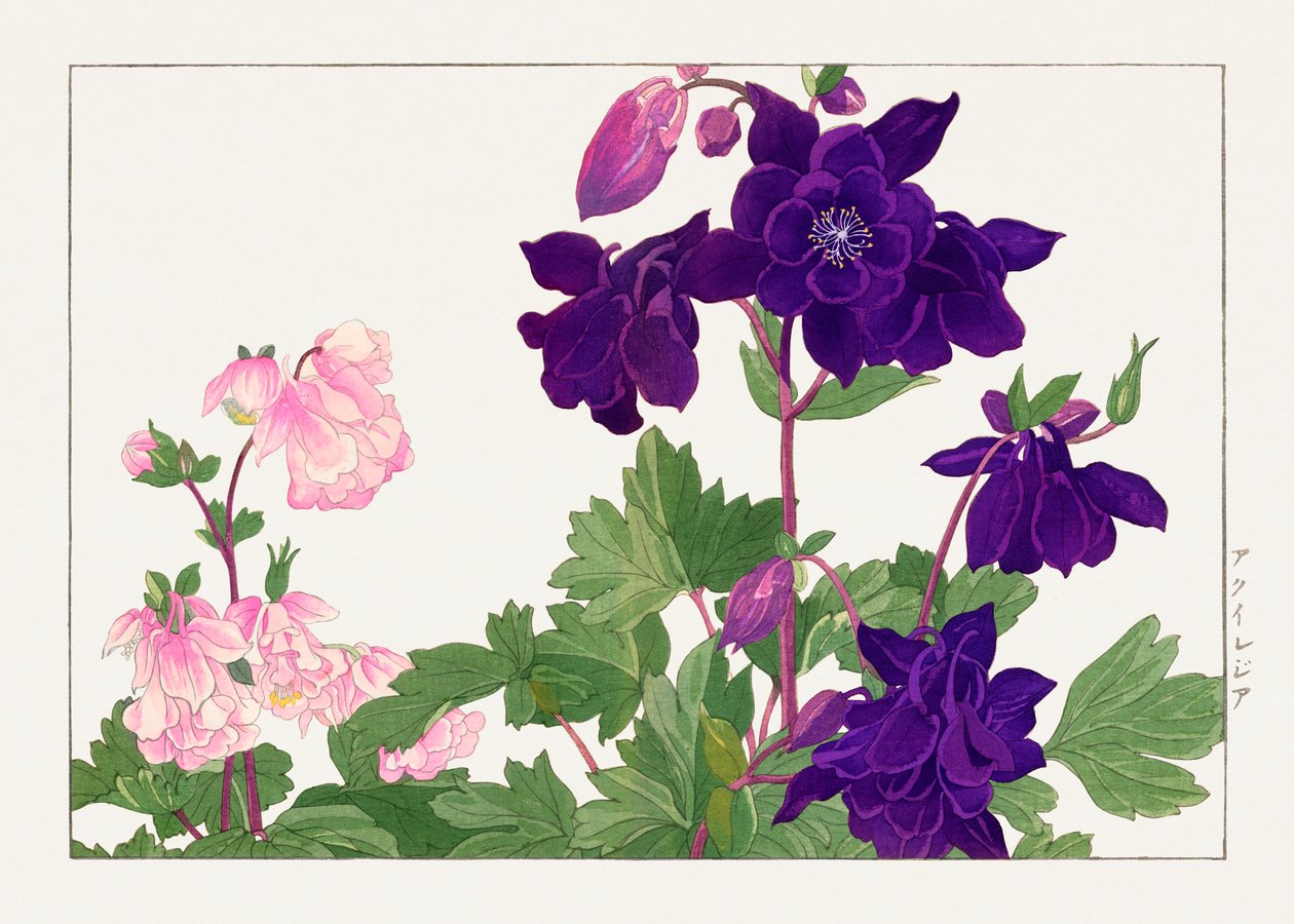 Květina Aquilegia z knihy "Seiyou Sokazufu" od Tanigami Konan