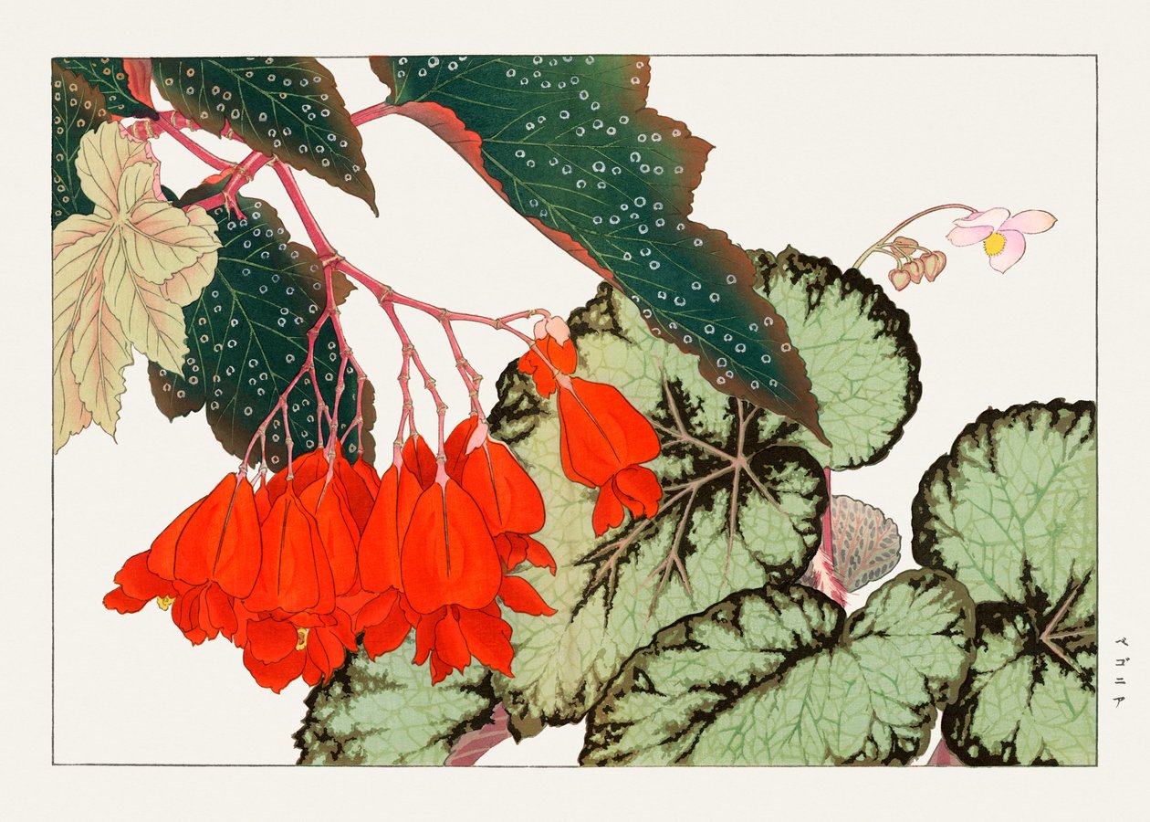 Cracklin Rosie Begonia květina z "Seiyou Sokazufu" od Tanigami Konan