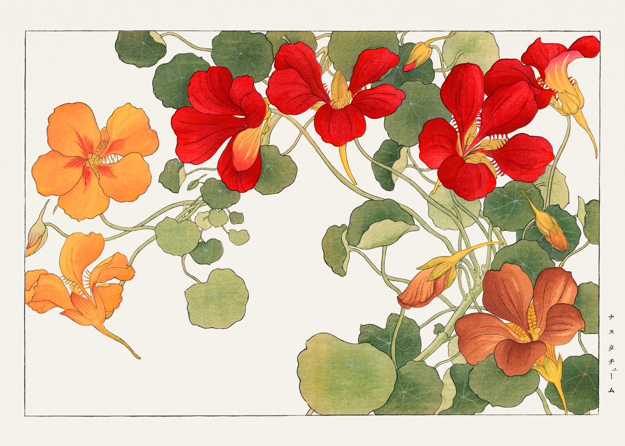 Květina Nasturtium z knihy "Seiyou Sokazufu" od Tanigami Konan