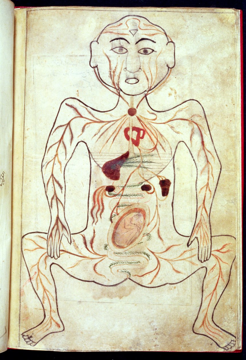 Organické členy a embryo v lidském těle, polovina 15. století od Tashri Al Badan