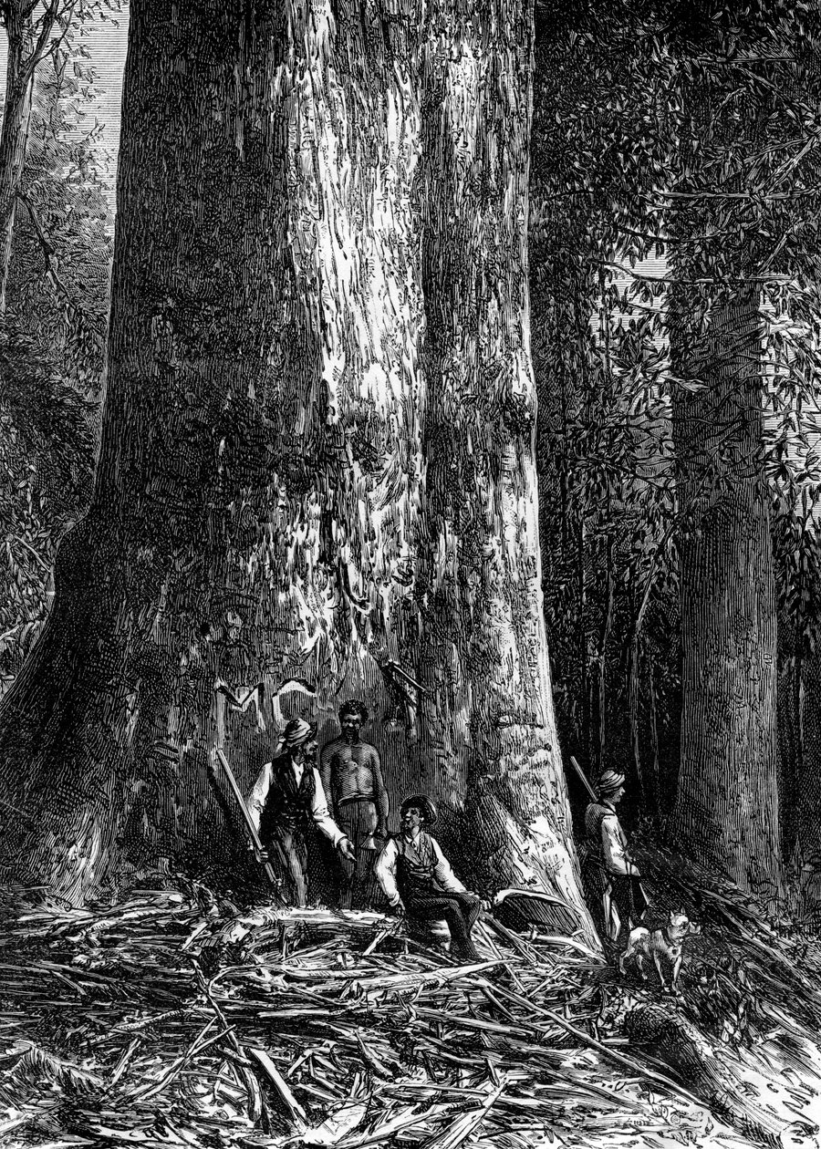 Obří eukalyptus, Austrálie, 1886 od Taylor