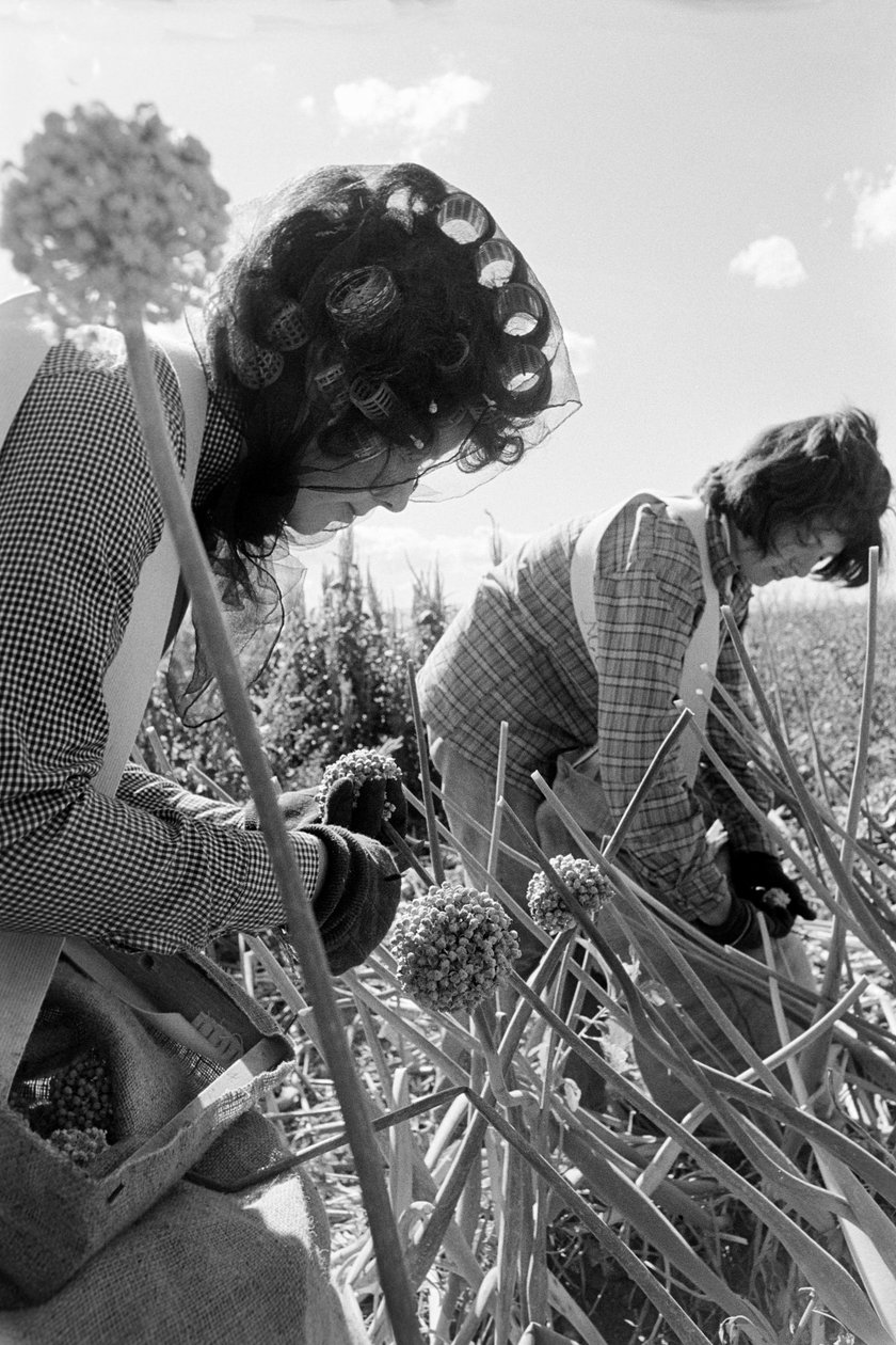 Rodinný farmář Ed Ker na ranči A.M. Ker je zemědělský hospodář, který pěstuje vojtěšku... od Ted Spiegel