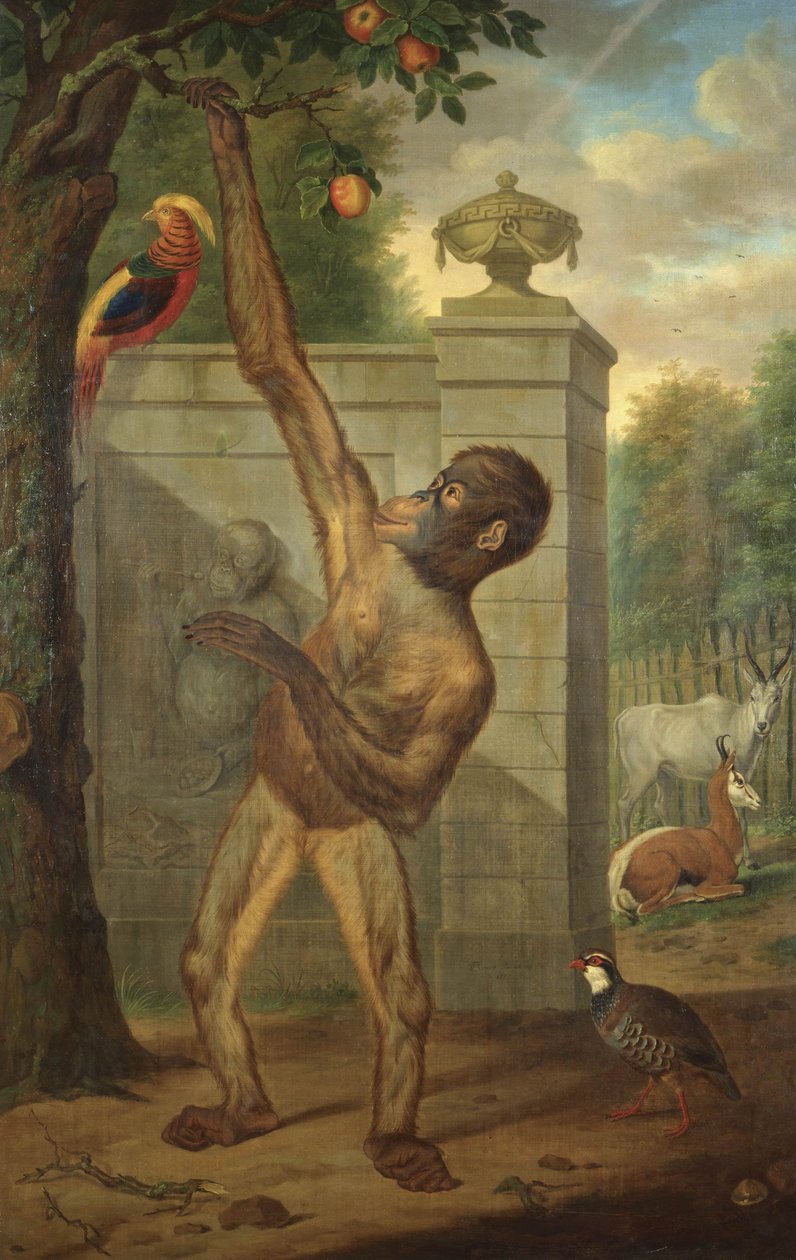 Orangutan ze zoo držitele města Viléma V., trhající jablko od Tethart Philipp Christian Haag