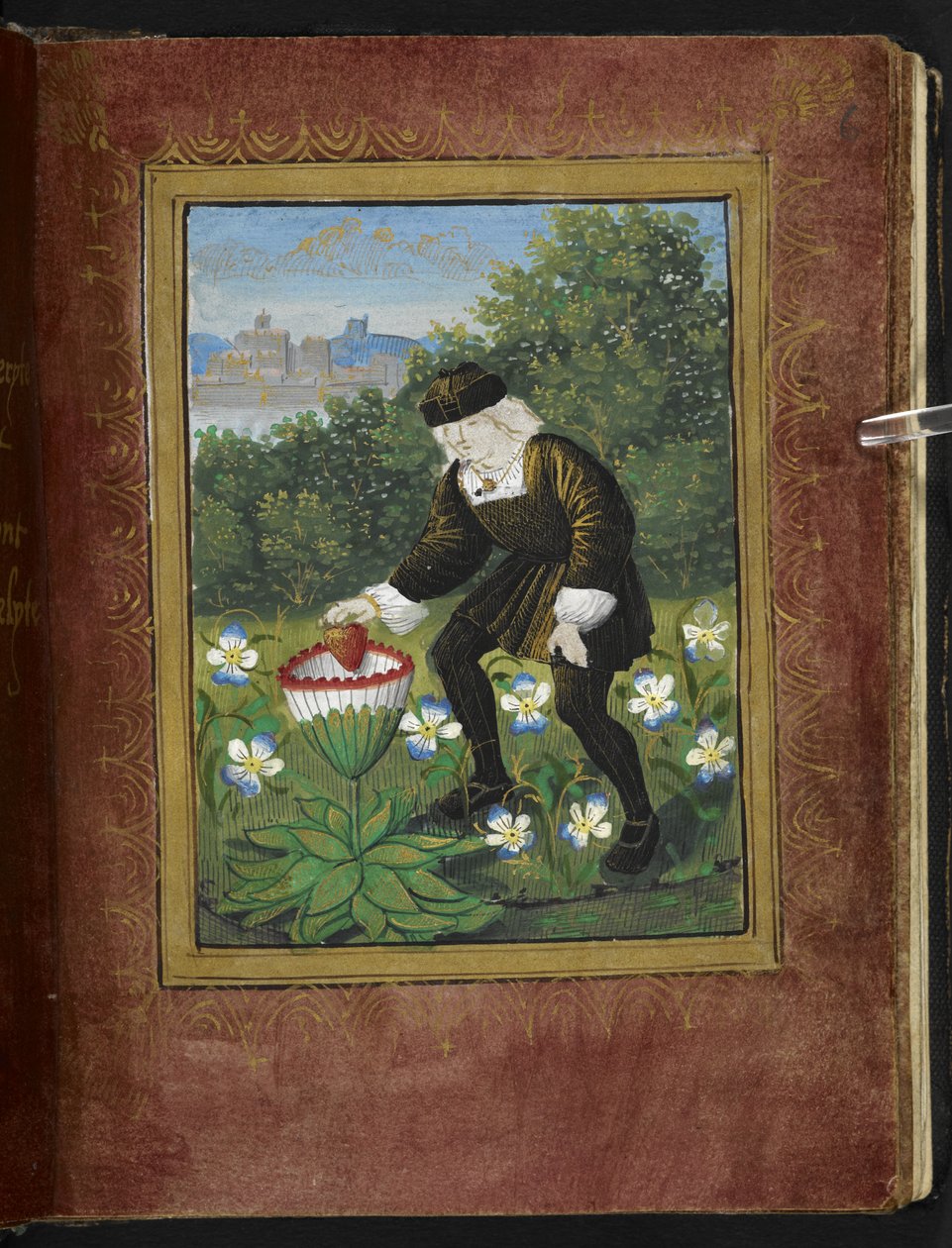 Stowe 955 f.6r Miniatura Pierra Sala, který vrhá „své“ srdce do kopretiny, miniatura z „Petit Livre d
