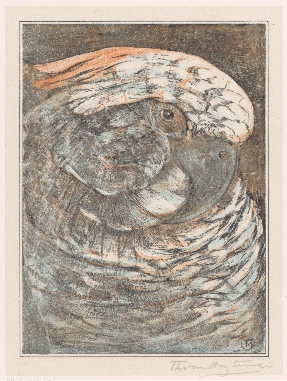 Hlava papouška od Theo van Hoytema (signed by artist)