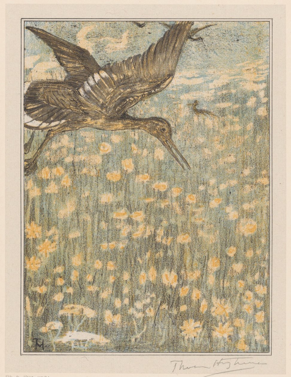 redshank od Theo van Hoytema (signed by artist)