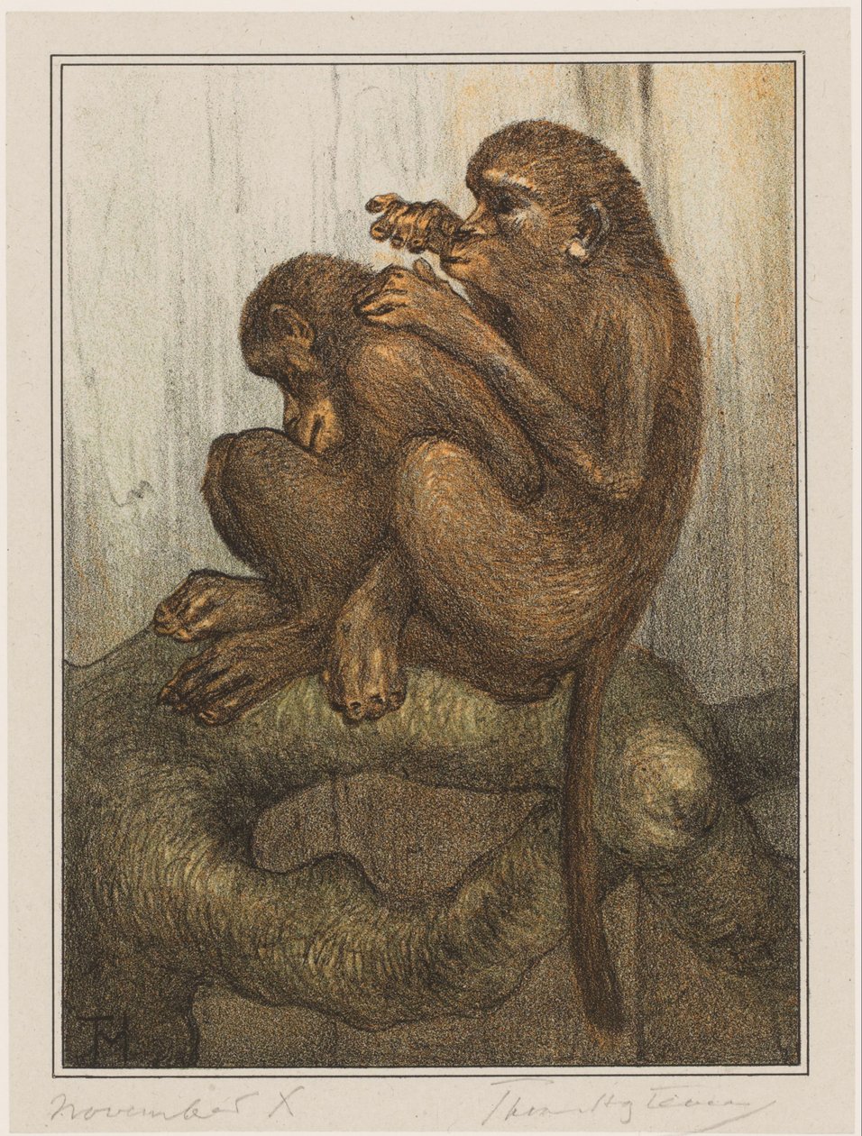 bleší opice od Theo van Hoytema (signed by artist)