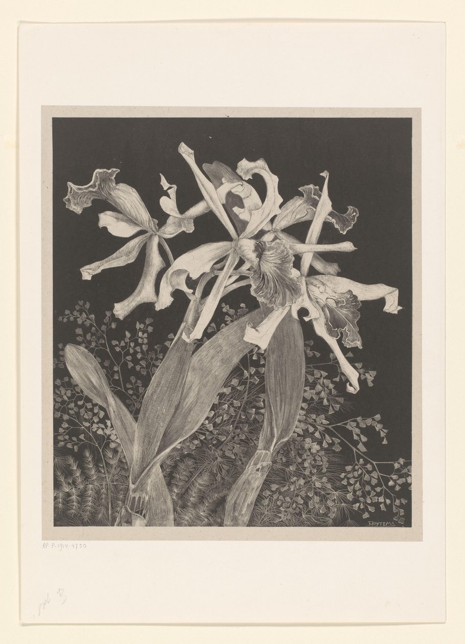 orchideje Orchideje Flower Studies (původní název série) od Theo van Hoytema