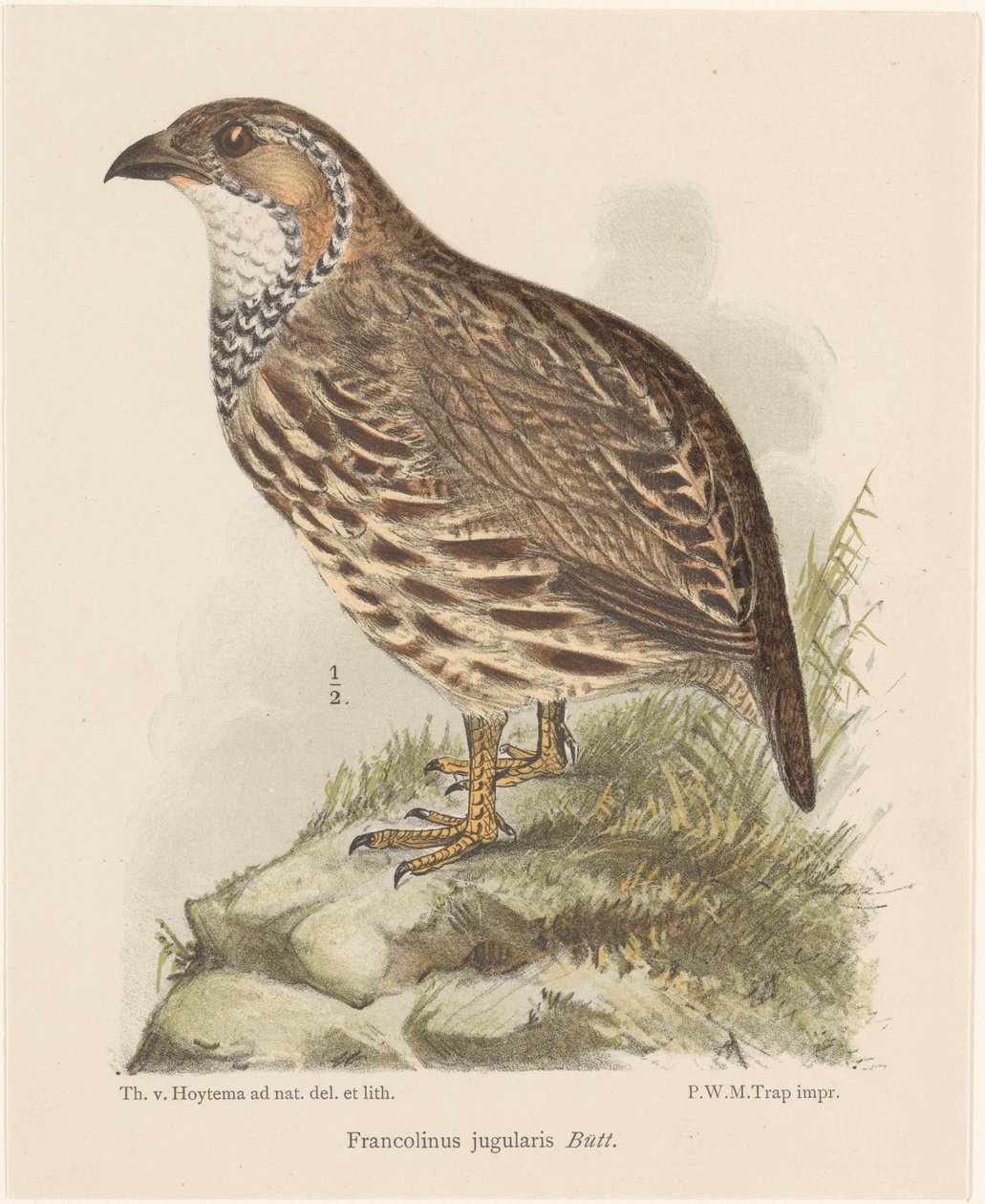 Koroptev (francolinus jugularis) od Theo van Hoytema