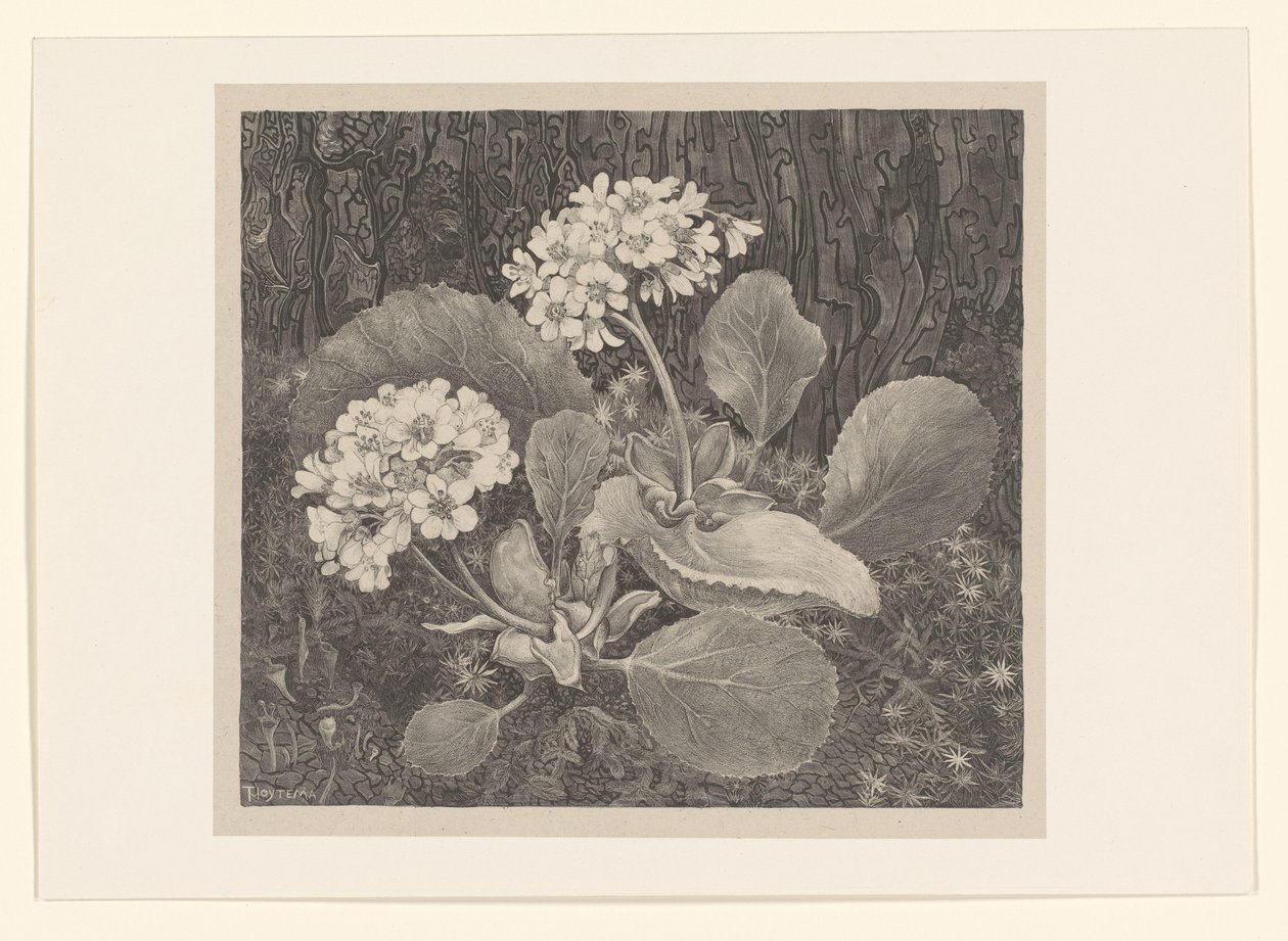 Prvosenka v mechu Flower Studies (původní název série) od Theo van Hoytema
