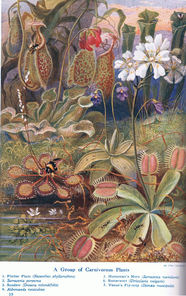 Masožravé rostliny, ilustrace z 