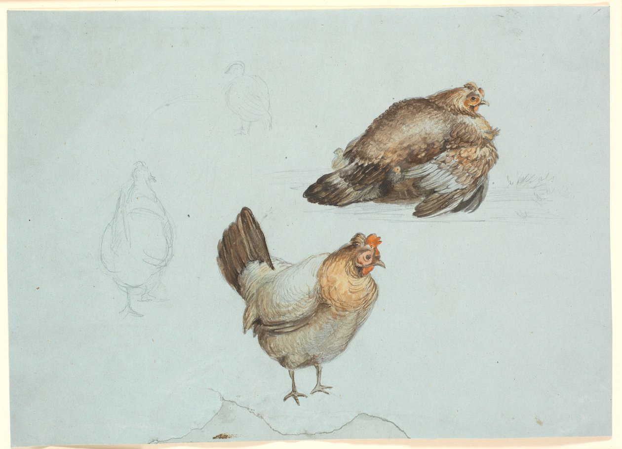 Kuřata. Studie od Theodor Philipsen