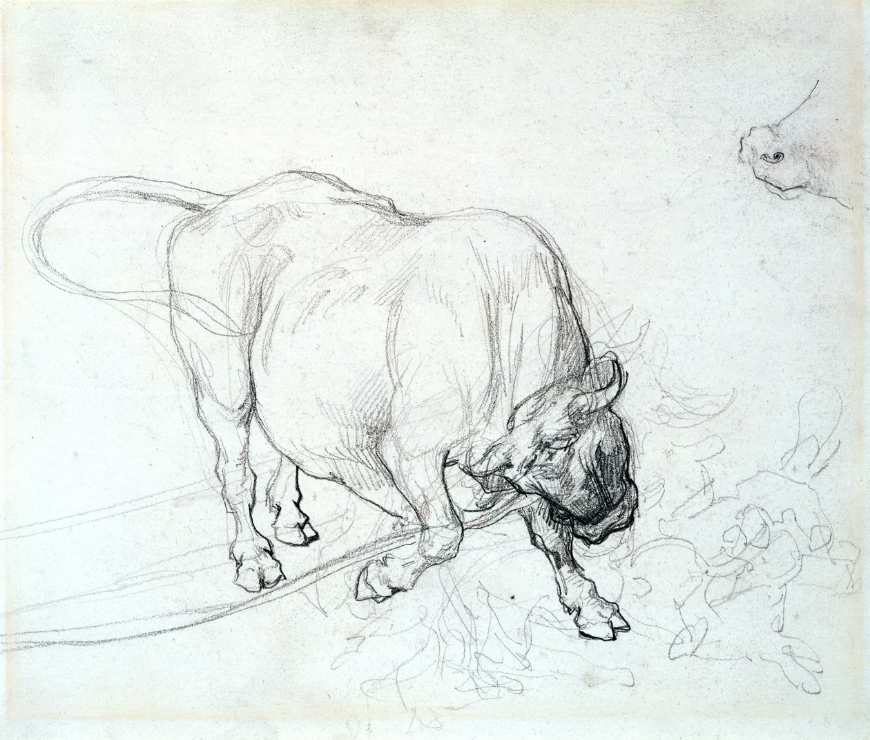 Studie býka od Theodore Gericault