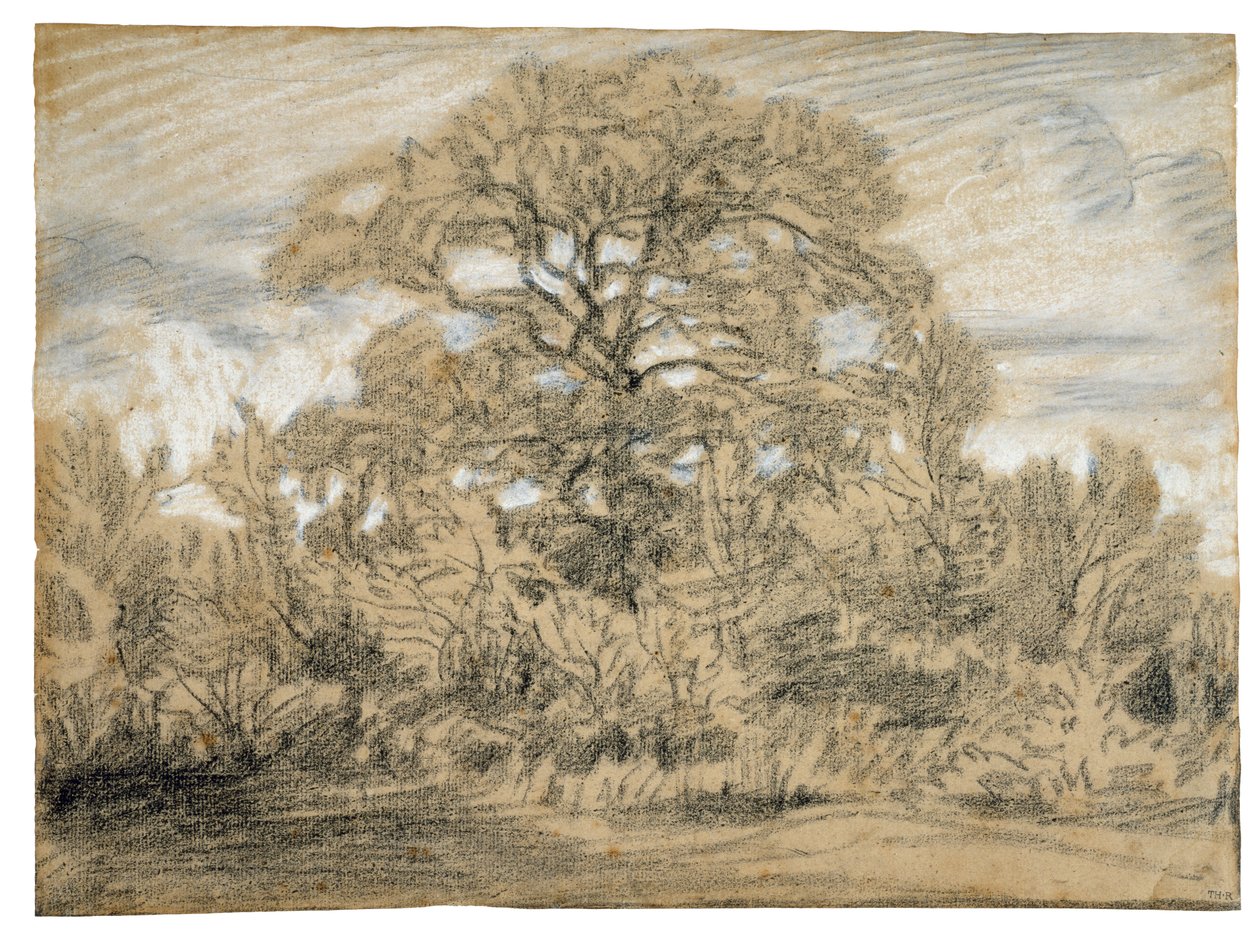 Study of an Oak Tree, c.1862 (černobílá křída na papíře) od Pierre Etienne Theodore Rousseau