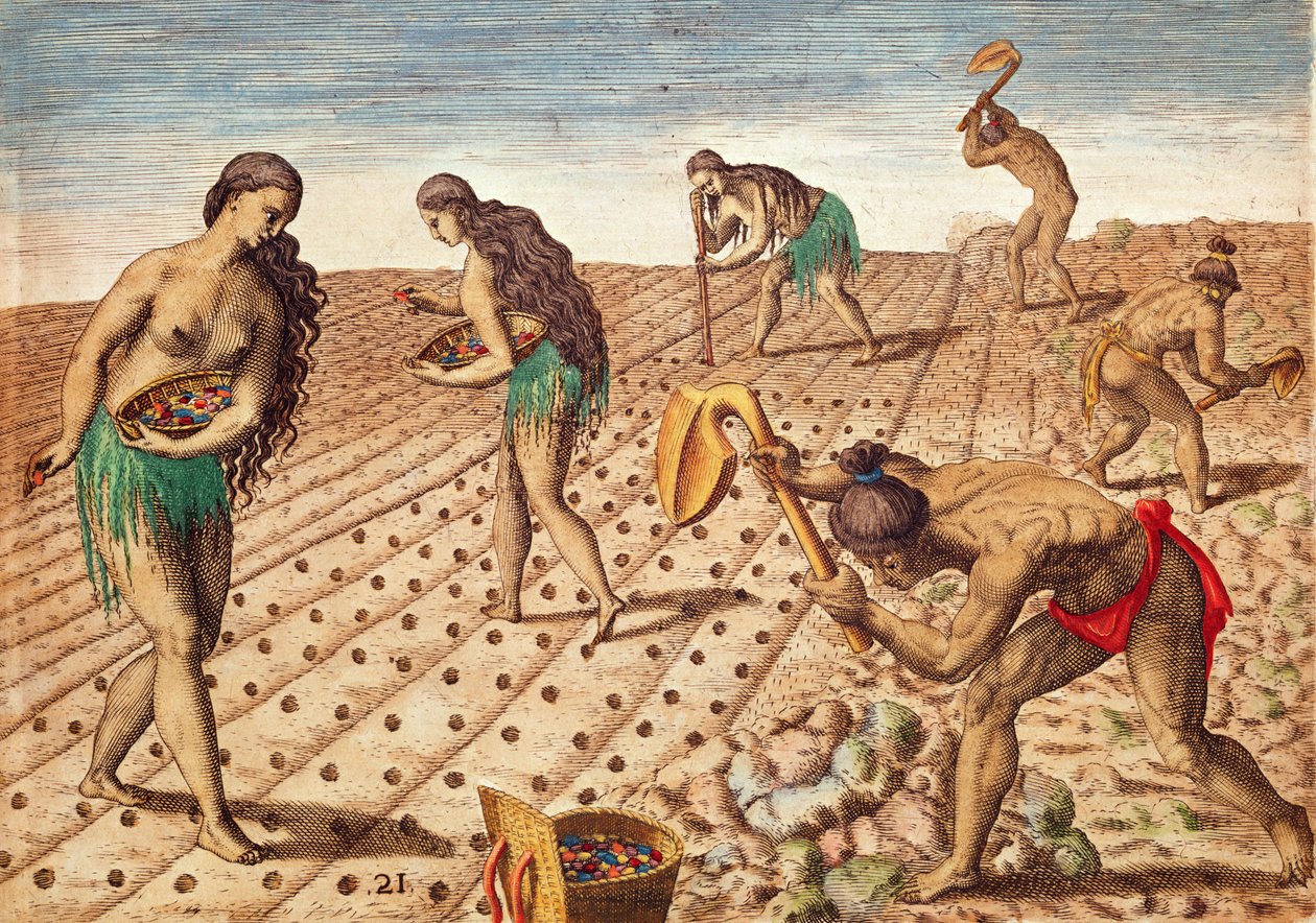 Brevis Narratio, Culture and Sewing Seeds, 1563 (barevná rytina) od Theodore de Bry
